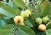 अमरुद के पत्ते के हैरान कर देने वाले फायदें Benefits Of Guava Leaves