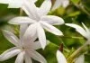 चमेली के सुगंधित फूलो के सुंगंधित फायदे Benefits Of Jasmine